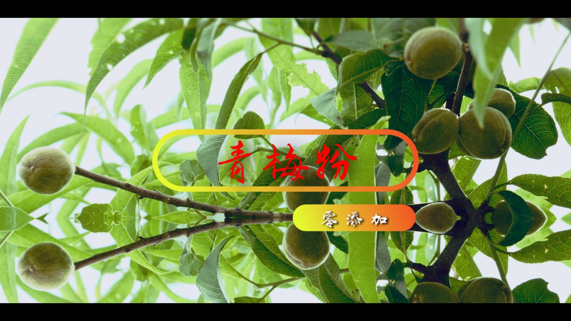 青梅粉